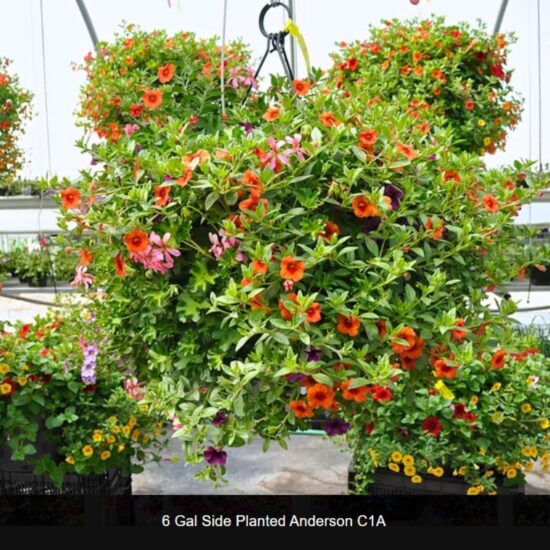 6 Gallon Anderson Basket Side Planted- c1a