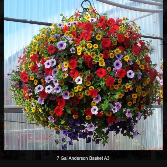 7 Gallon Anderson Basket Side Planted- a3
