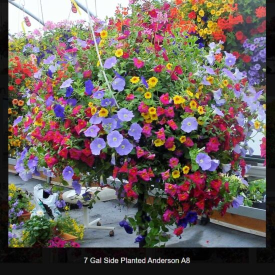 7 Gallon Anderson Basket Side Planted- a8