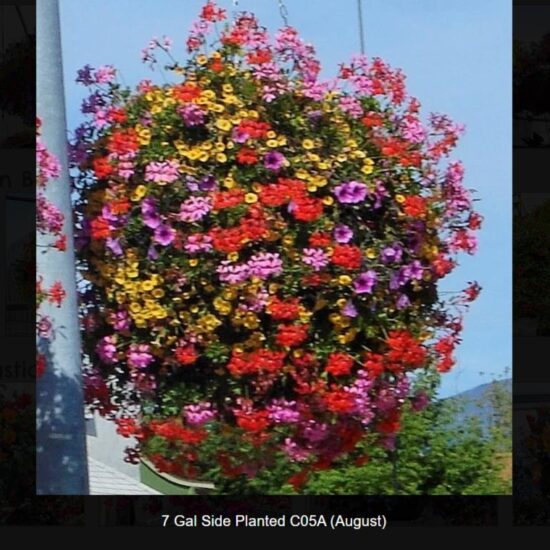 7 Gallon Anderson Basket Side Planted- c05a