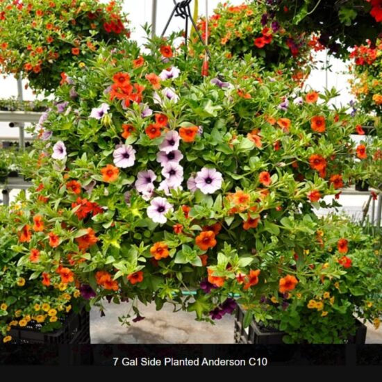 7 Gallon Anderson Basket Side Planted- c10