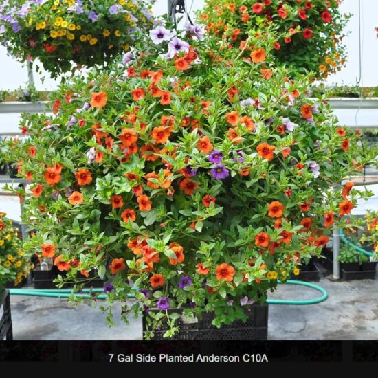 7 Gallon Anderson Basket Side Planted- c10a