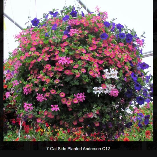 7 Gallon Anderson Basket Side Planted- c12