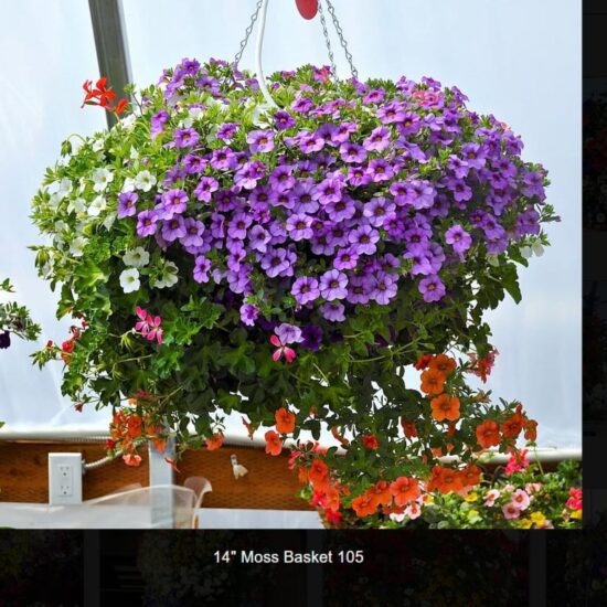 14 inch moss flower basket-105