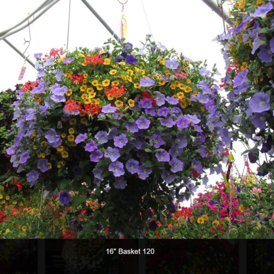 16 inch moss flower basket-120
