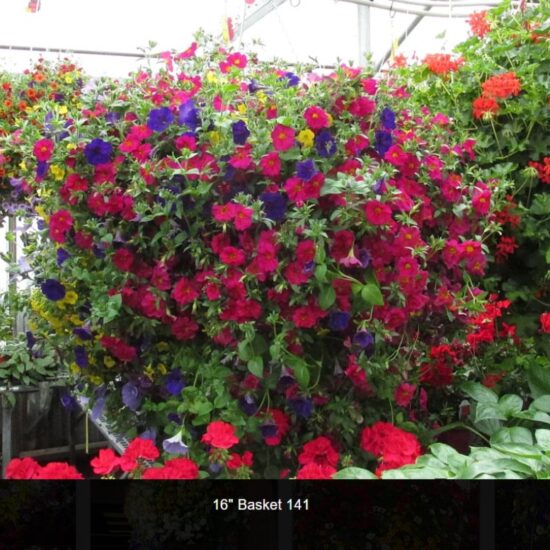 16 inch moss flower basket-141