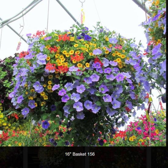 16 inch moss flower basket-156