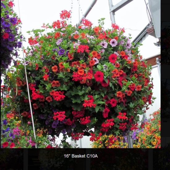 16 inch moss flower basket-c10a