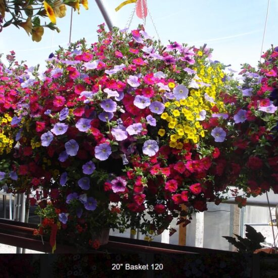 Full Sun Flower Baskets
