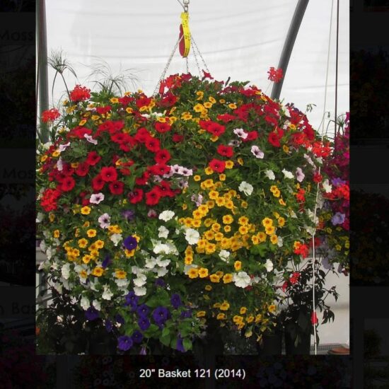 20 inch moss flower basket-121