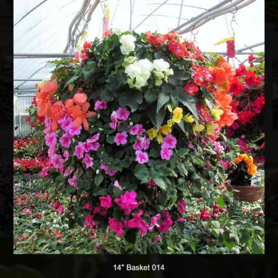 14 inch moss basket-shade-014