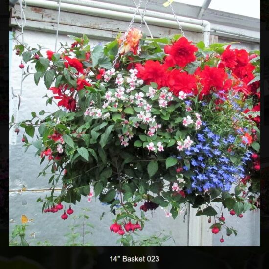 14 inch moss basket-shade-023