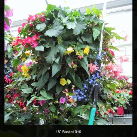 16 inch moss basket-shade-010