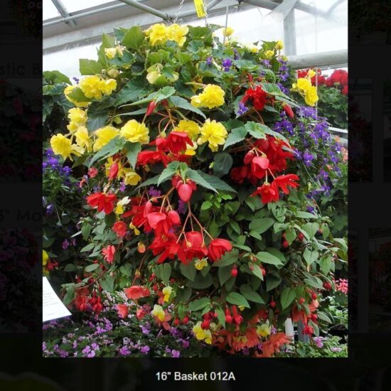 16 inch moss basket-shade-012a