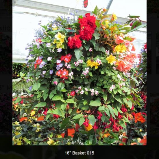 16 inch moss basket-shade-015