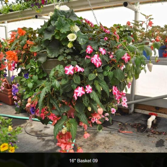 16 inch moss basket-shade-09