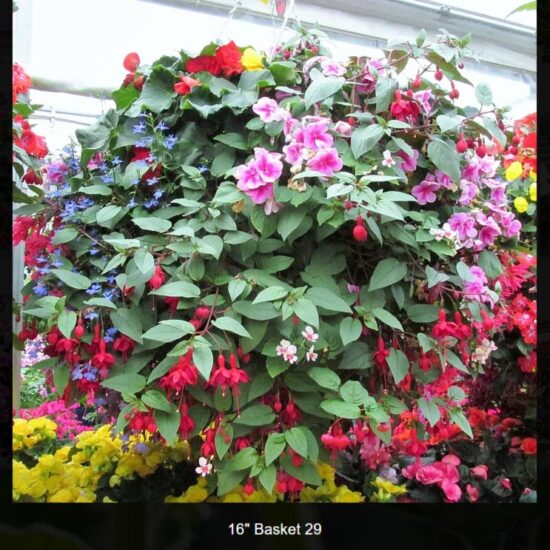 16 inch moss basket-shade-29