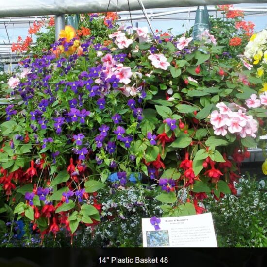 Shade Flower Baskets