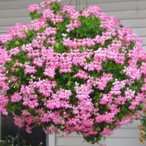 Delaney's Landscape Center, Polson Montana