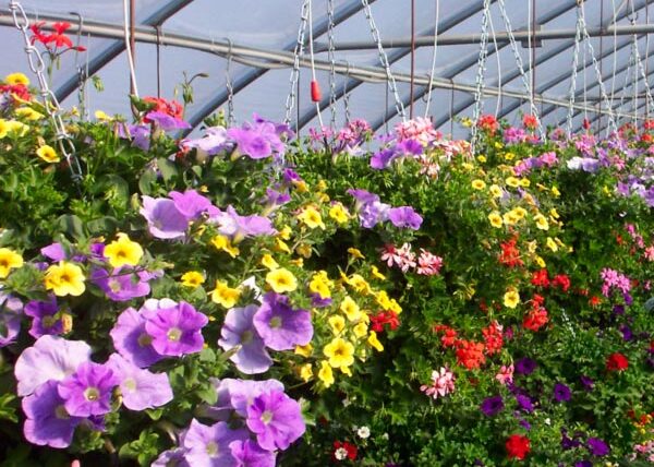 The Green House