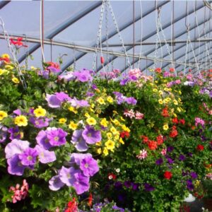Delaney's Green House in Polson Montana