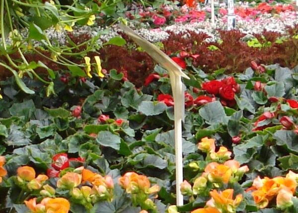 The Green House