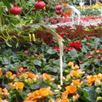 Delaney's Green House in Polson Montana