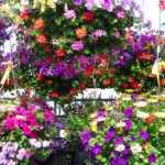 Delaney's Green House in Polson Montana