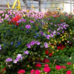 Delaney's Green House in Polson Montana