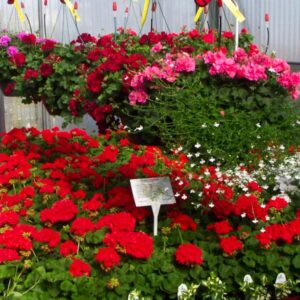 Delaney's Green House in Polson Montana