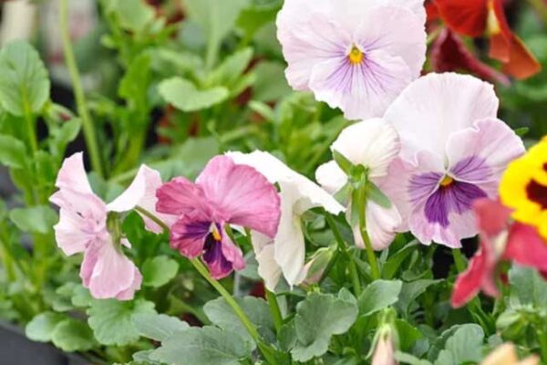 Delaney's Landscape Center