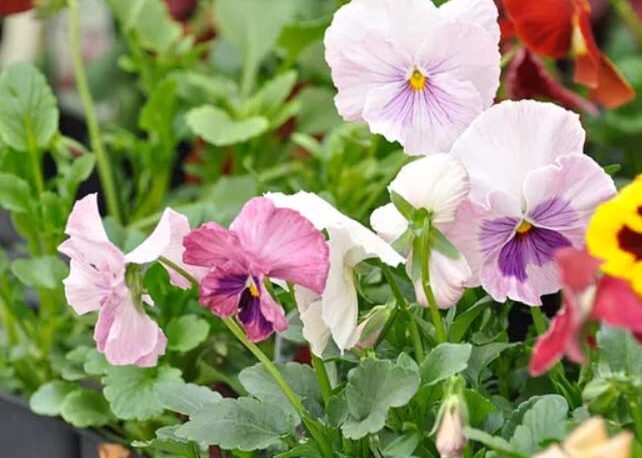 Delaney's Landscape Center