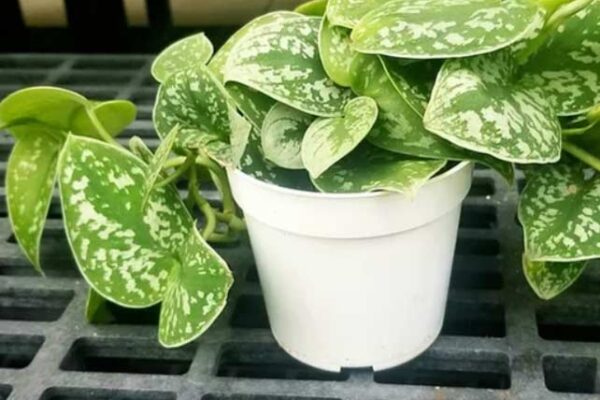 Delaney's Landscape Center