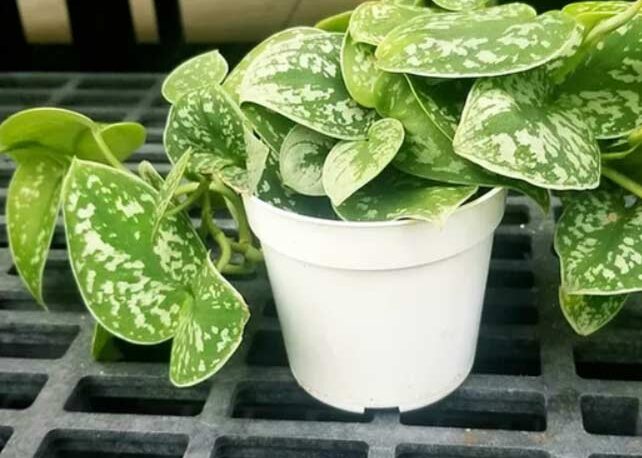 Delaney's Landscape Center